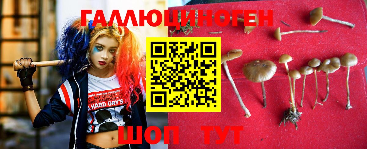 Набережные Челны  Псилоцибиновые грибы Psilocybine cubensis  Вход с VPN 